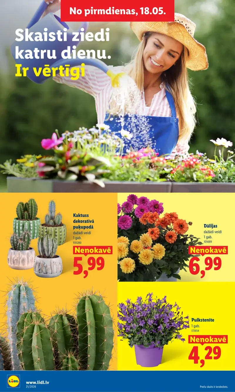 Lidl ziedu un dekoratīvo augu akcijas ar dālijām un kaktusiem