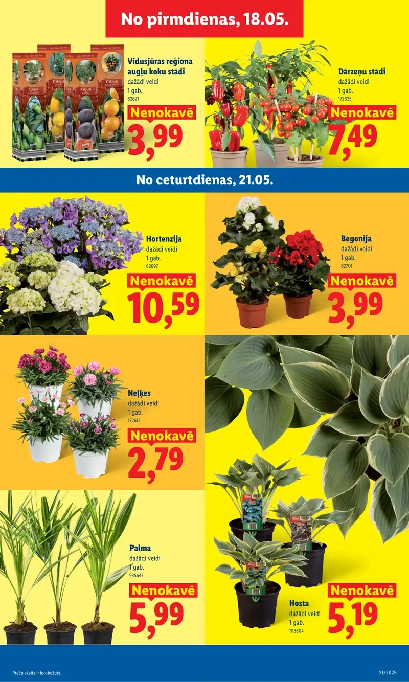 Lidl dārza preču un stādu akcijas ar palmām, begonijām un hortenzijām